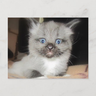 OMG POSTCARD