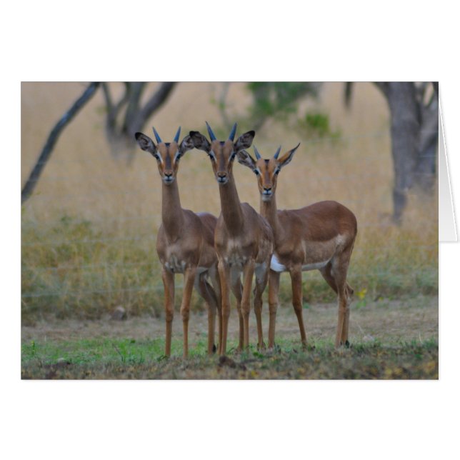 On Alert - Impala Card (Front Horizontal)