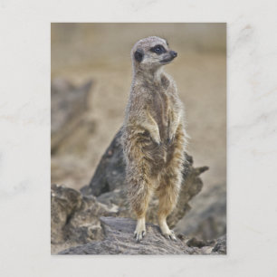 On-Duty Meerkat Postcard