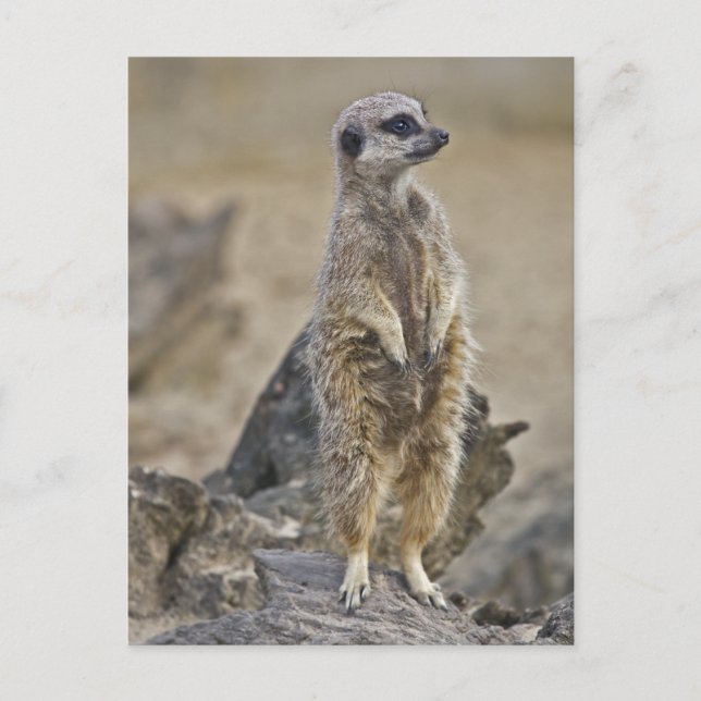 On-Duty Meerkat Postcard (Front)