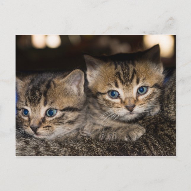 On Momma's Back Postcard (Front)