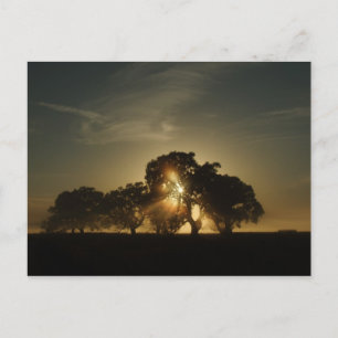 On Mornings Like This Postcard