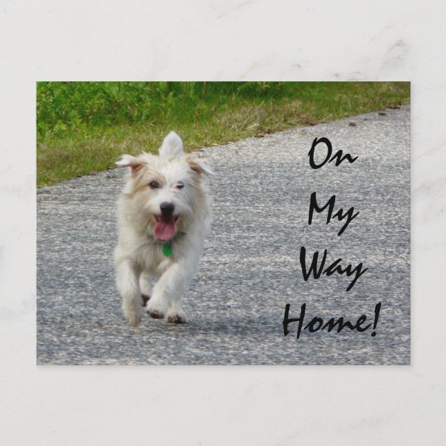 On My Way Home Doggie Postcard (Front)