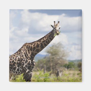 On safari in Tanzania, Africa Magnet