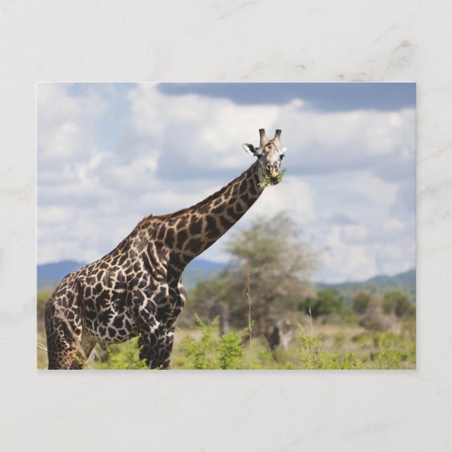 On safari in Tanzania, Africa. Postcard (Front)