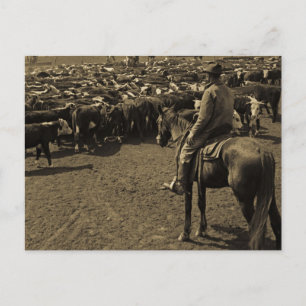 On Texas Plains Beneath the Skies of Blue Postcard