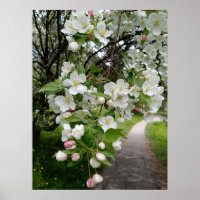 On the Boughs of Blossoms