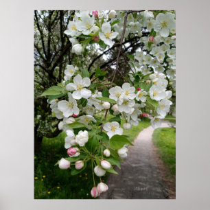 On the Boughs of Blossoms Poster