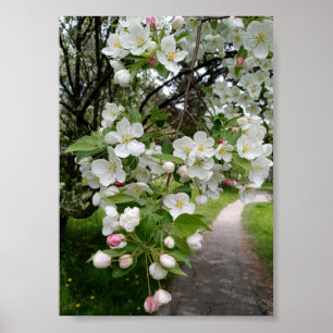 On the Boughs of Blossoms Poster