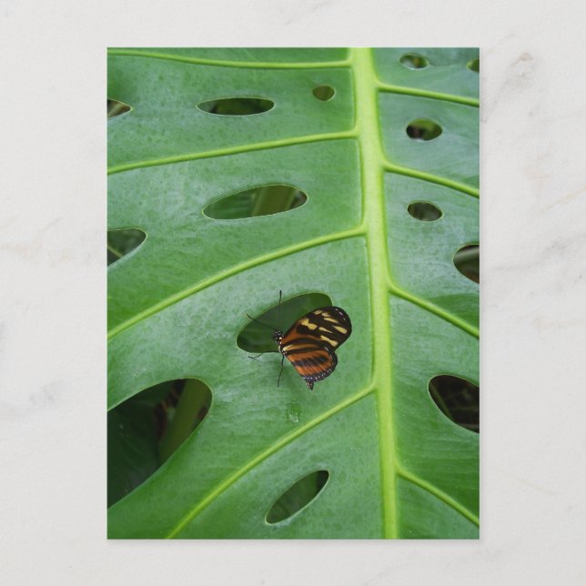 On The Green Postcard (Front)