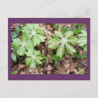 On the Grounds of Jefferson's Monticello... Postcard