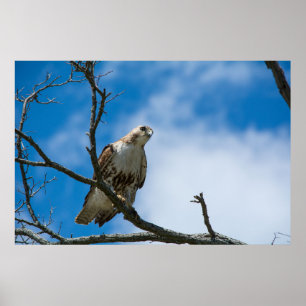 On The Hunt 36" x 24", Value Poster Paper (Matte)