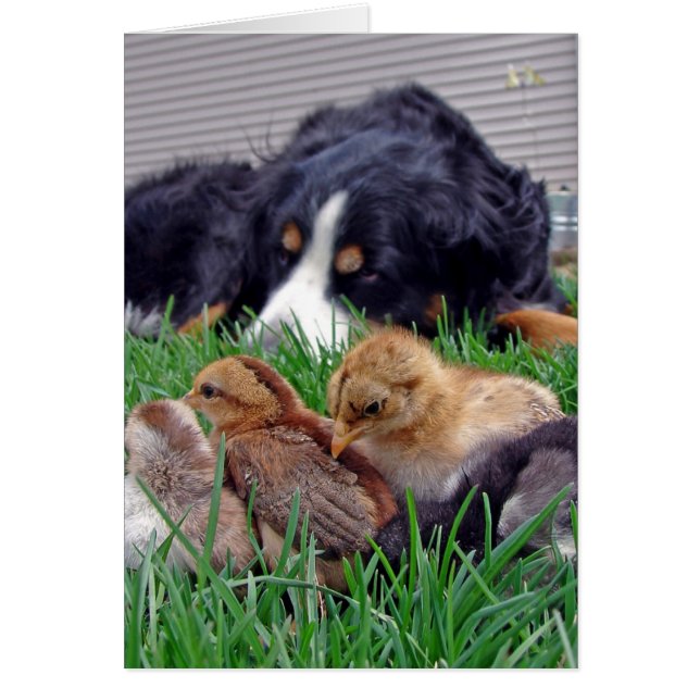 On the Job Bernese Mountain Dog Gaurds Baby Chicks (Front)
