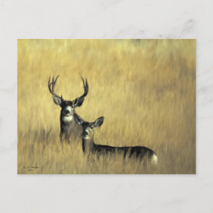 On the Lookout Mule Deer Postcard