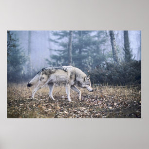 On the Prowl Timber Wolf Poster