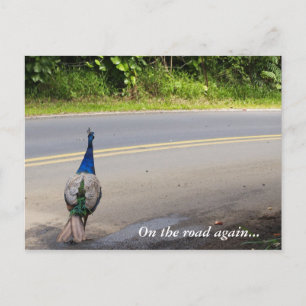 On The Road Again - Maui Peacock Postcard