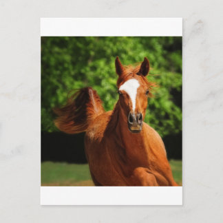 On the run postcard