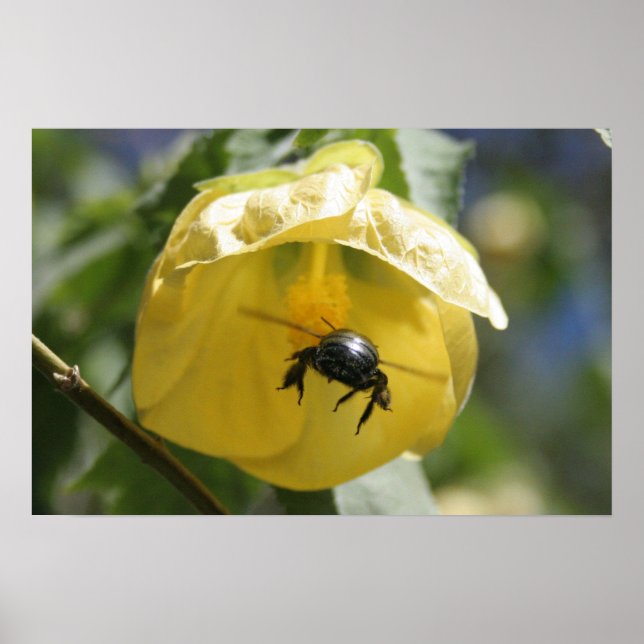 On the search poster (Front)