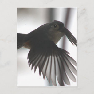 On the wingt postcard