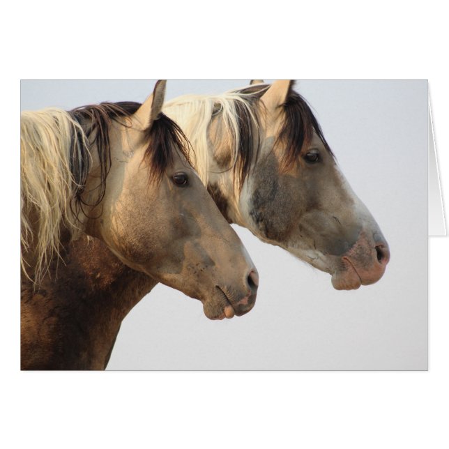 ONAQUI Wild Horses Blank Note Card Pintos (Front Horizontal)