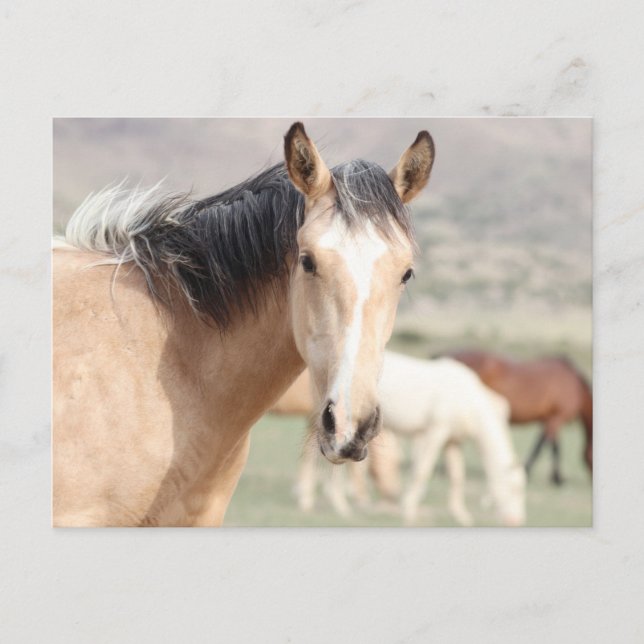 Onaqui Wild Horses Postcard (Front)