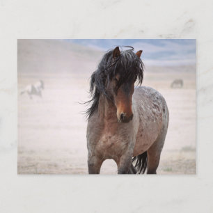 Onaqui Wild Horses Postcard