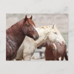 Onaqui Wild Horses Postcard