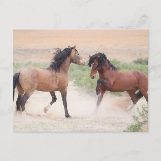 Onaqui Wild Horses Postcard (Front)