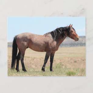 Onaqui Wild Horses Postcard