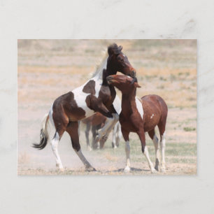 Onaqui Wild Horses Postcard