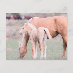 Onaqui Wild Horses Postcard