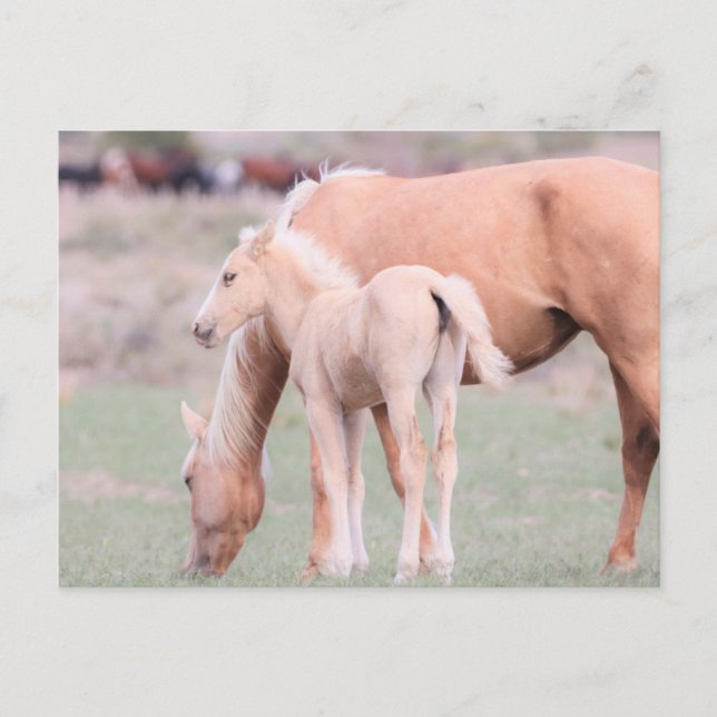 Onaqui Wild Horses Postcard (Front)