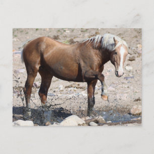 Onaqui Wild Horses Postcard