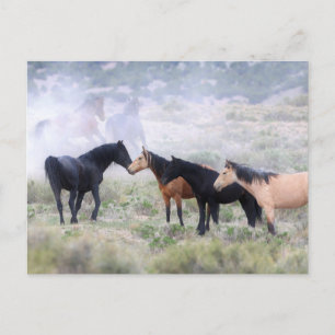 Onaqui Wild Horses Postcard