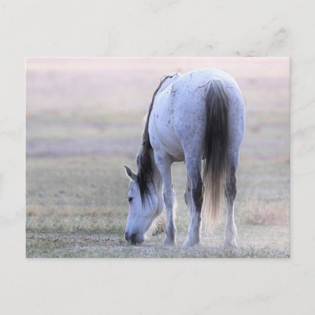 Onaqui Wild Horses Postcard (Front)