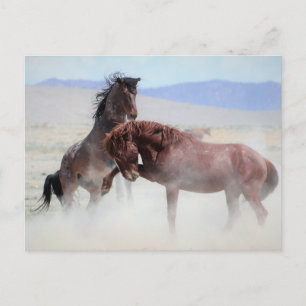 Onaqui Wild Horses Postcard