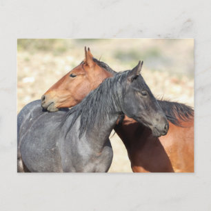 Onaqui Wild Horses Postcard