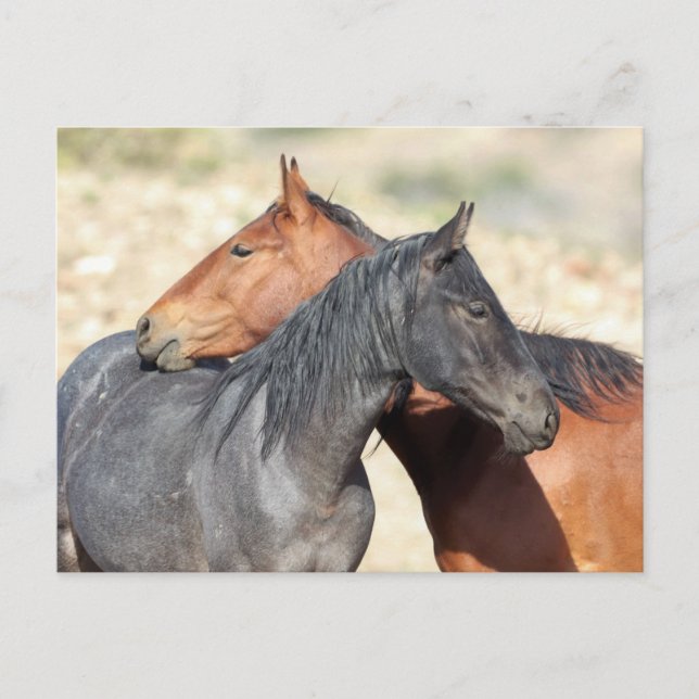 Onaqui Wild Horses Postcard (Front)