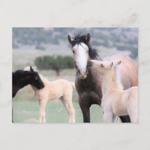 Onaqui Wild Horses Postcard