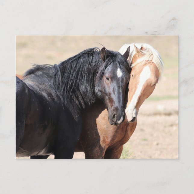 Onaqui Wild Horses Postcard (Front)