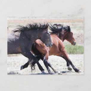 Onaqui Wild Horses Postcard