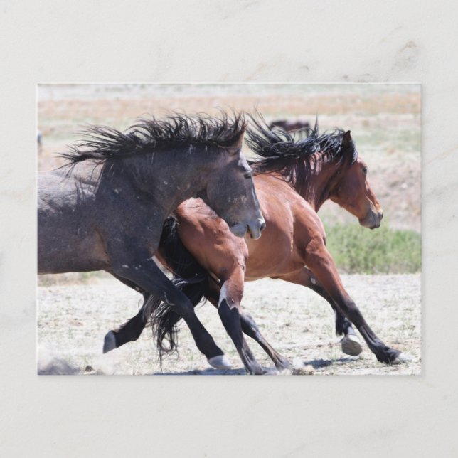 Onaqui Wild Horses Postcard (Front)