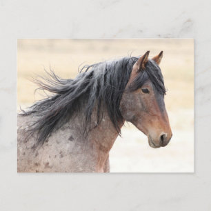 Onaqui Wild Horses Postcard