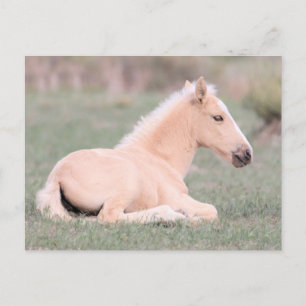 Onaqui Wild Horses Postcard