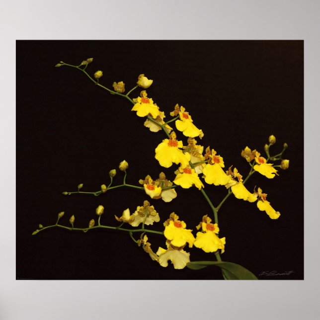 Onc Yellow Orchid Art Print -24x20 -or smaller (Front)