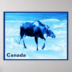 Once In A Blue Moose Poster