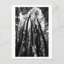 Once upon a time in the woods
