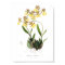 Oncidium Barkeri