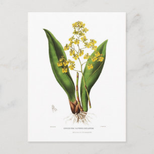 Oncidium cavendishianum postcard