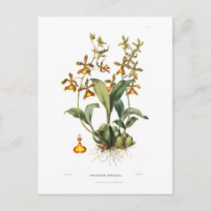 Oncidium insleayi postcard